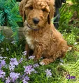 Goldendoodle Puppy 11