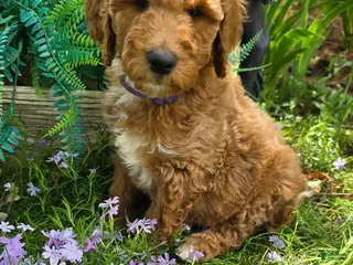 Goldendoodle dogs Goldendoodle Puppy 11 - Ad 38