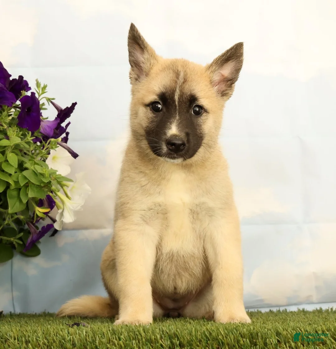 Mixed Breed dogs for sale: Kenzie - Ad 1