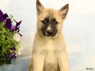Mixed Breed dogs for sale: Kenzie - Ad 3