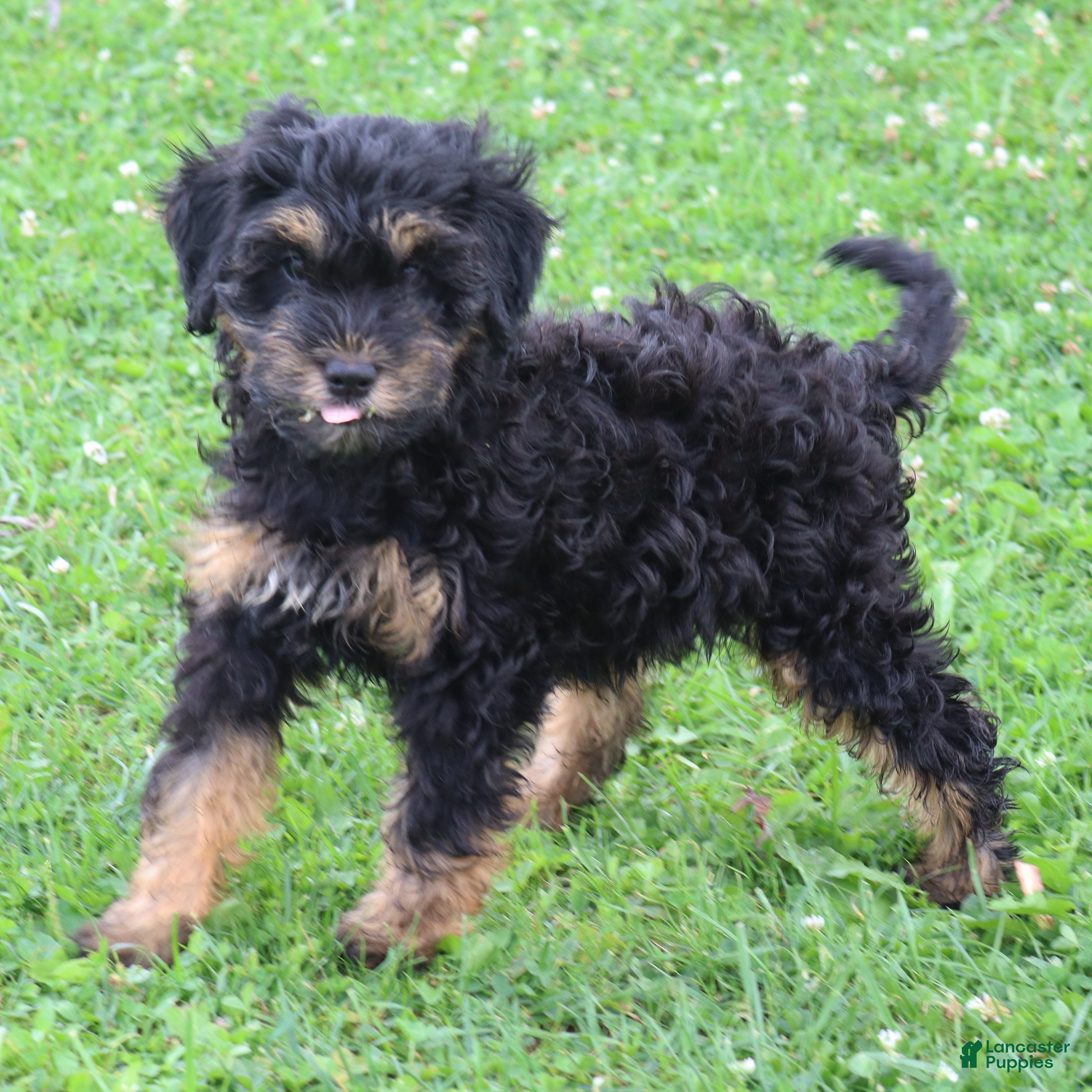 Mini Goldendoodle dogs Faye - Ad 2