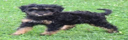 Mini Goldendoodle dogs for sale: Faye - Ad 2