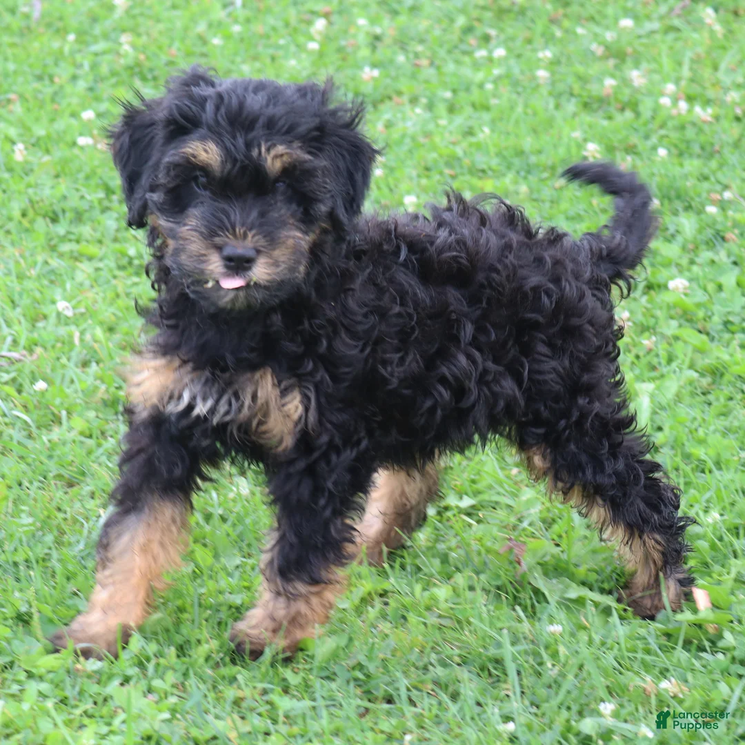 Mini Goldendoodle dogs for sale: Faye - Ad 2