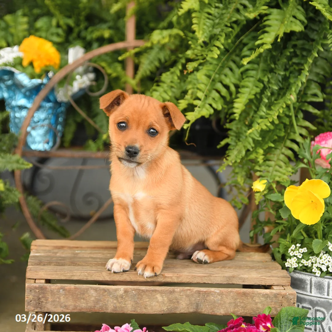 Mixed Breed dogs for sale: Fletcher - Ad 2