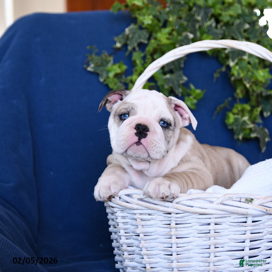 English Bulldog dogs Duke - Ad 8