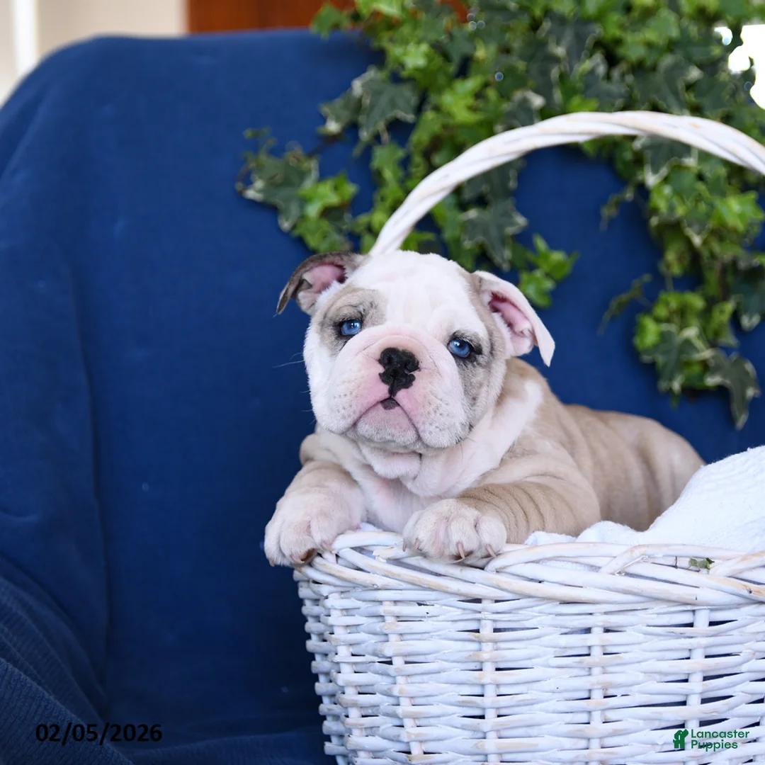 English Bulldog dogs for sale: Duke - Ad 1