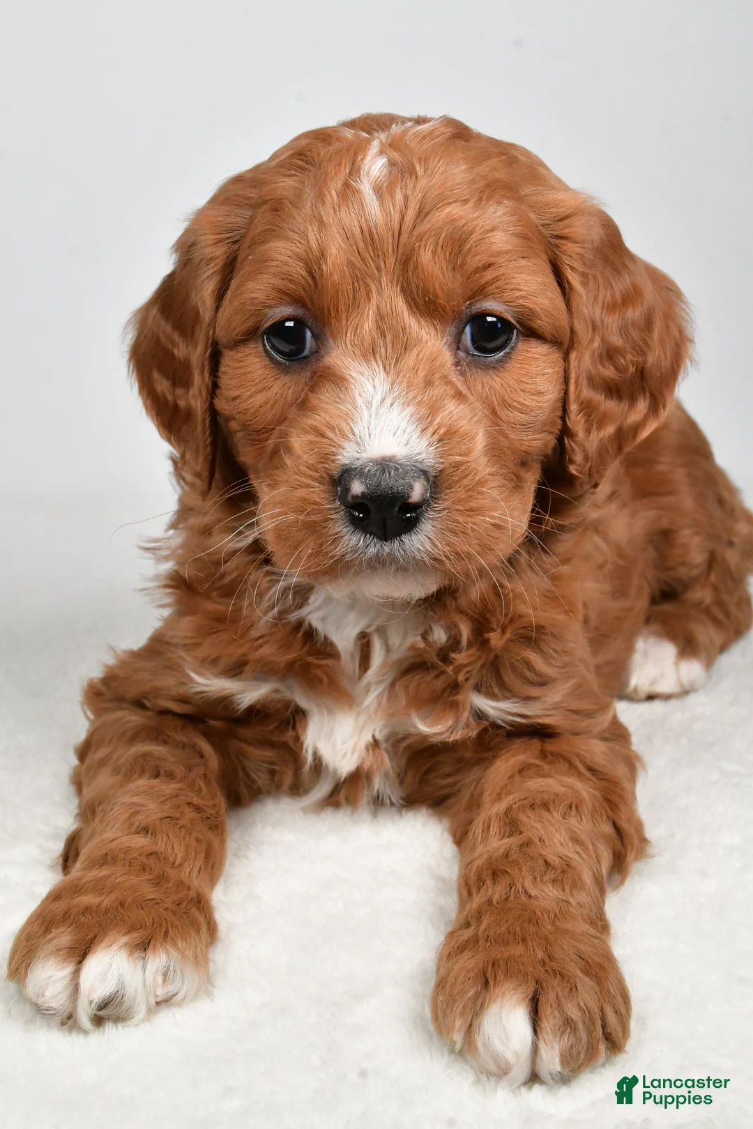 Mini Goldendoodle dogs for sale: Benji - Ad 8