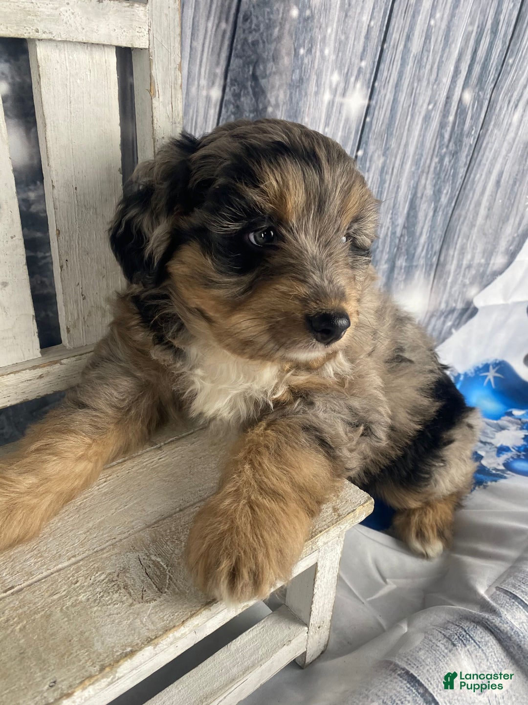 Aussiedoodle dogs for sale: Smores - Ad 13