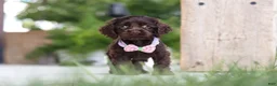 Cocker Spaniel dogs for sale: Bailey - Ad 5