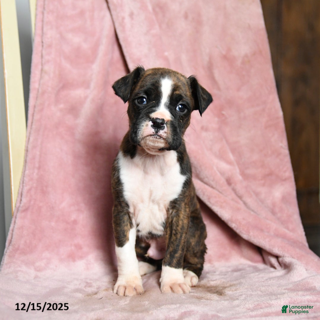 Boxer dogs for sale: Lawson - Ad 5