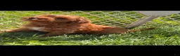 Mini Goldendoodle dogs for sale: Honey - Ad 6