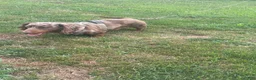 Dachshund dogs for sale: Dachshund 2 - Ad 3