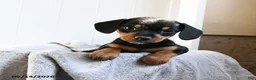 Mixed Breed dogs for sale: Champ  - Ad 1