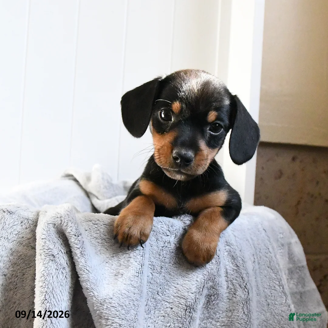 Mixed Breed dogs for sale: Champ  - Ad 1