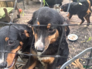 Bernese Mountain Dog dogs - Ad 35