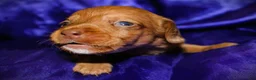 Dachshund dogs for sale: Athena - Ad 3