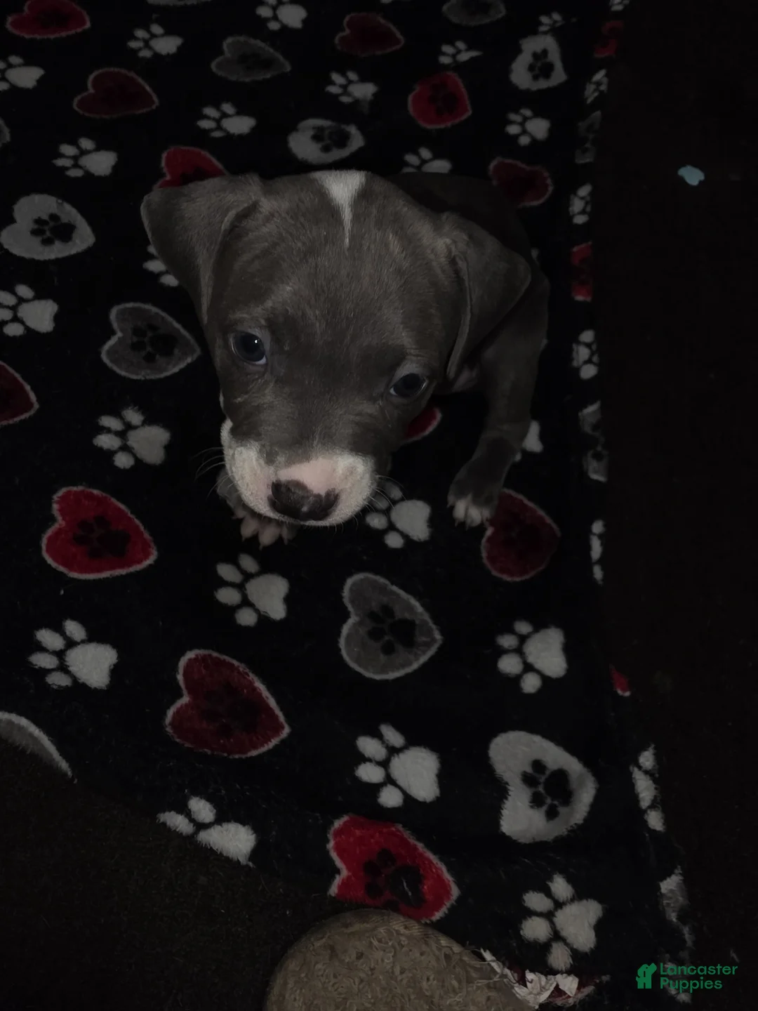 American Staffordshire Terrier dogs for sale: American Staffordshire Terrier Puppy 2 - Ad 1