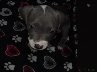 American Staffordshire Terrier dogs American Staffordshire Terrier Puppy 2 - Ad 17