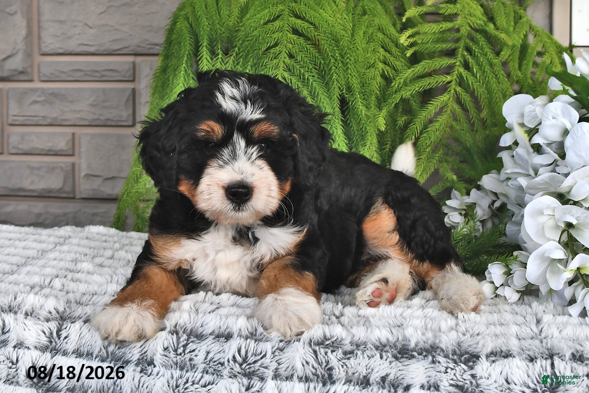 Mini Bernedoodle dogs Snickers - Ad 2