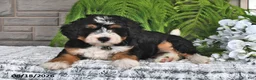 Mini Bernedoodle dogs for sale: Snickers - Ad 2