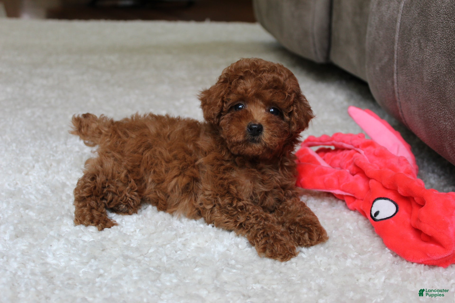 Toy Poodle dogs Theo - Ad 2