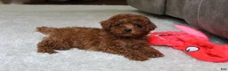 Toy Poodle dogs for sale: Theo - Ad 2