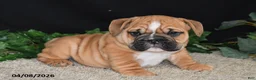 English Bulldog dogs for sale: Tator - Ad 4