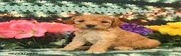 Mini Goldendoodle dogs for sale: Karabell  - Ad 3