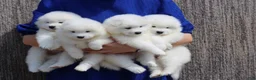 Samoyed dogs for sale: Aspen - Ad 7