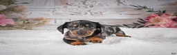 Miniature Dachshund dogs for sale: AKC-Marco - Ad 9