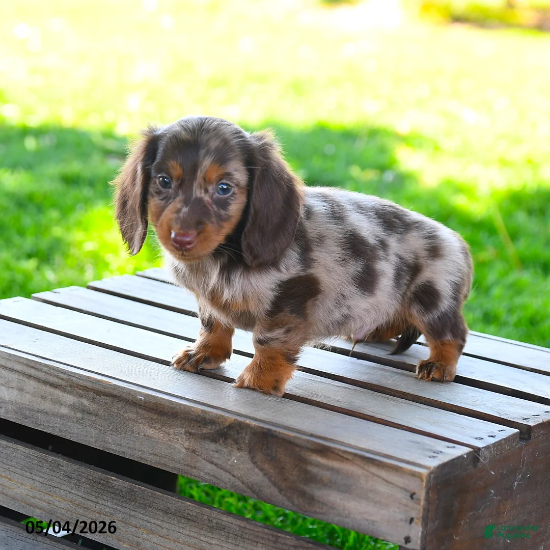 Miniature Dachshund dogs for sale: Shawn  - Ad 1