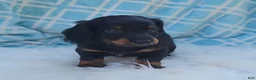 Miniature Dachshund dogs for sale: Vander - Ad 37