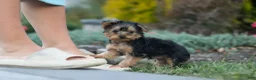 Yorkiepoo dogs for sale: Tucker - Ad 10