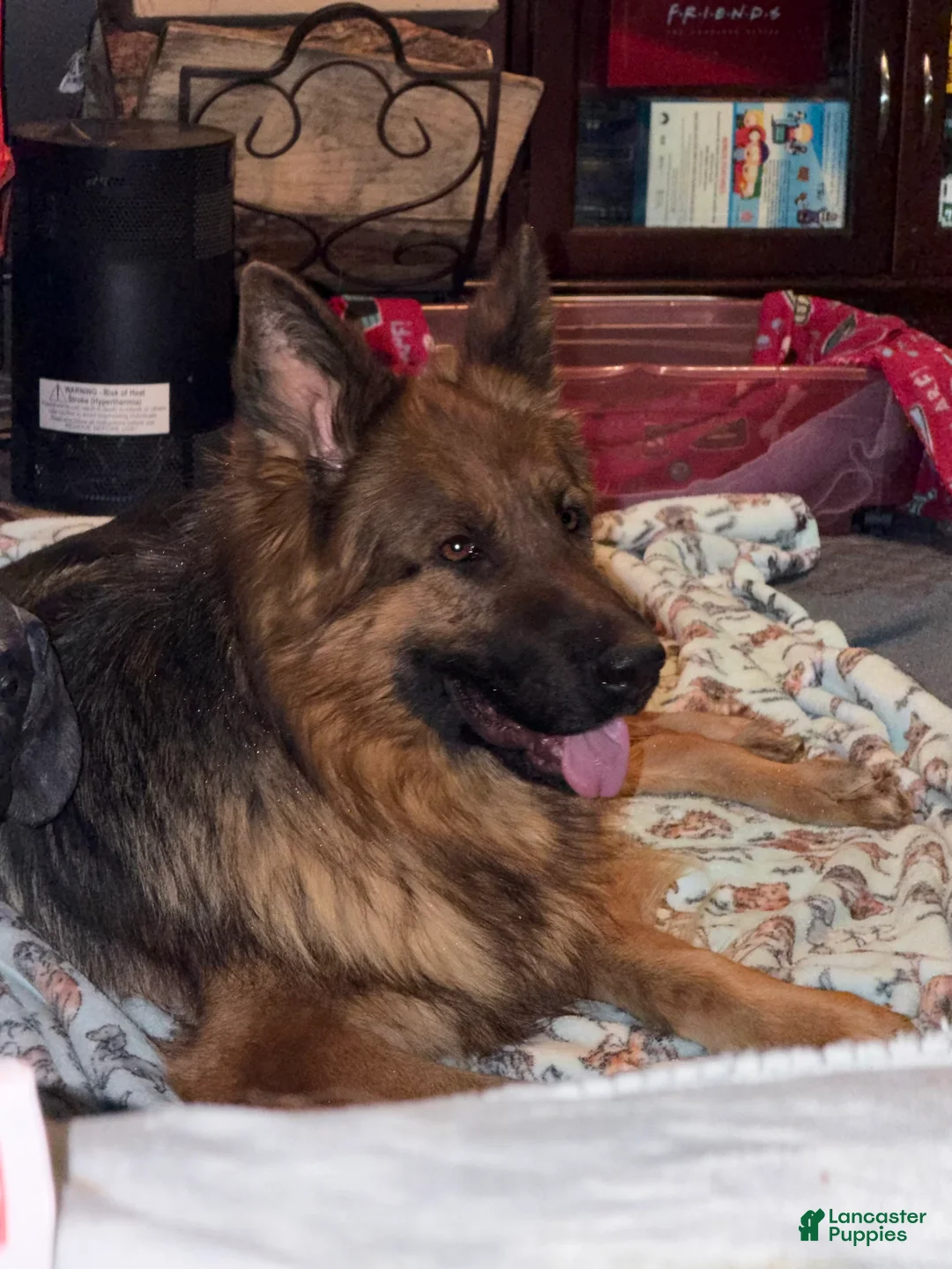 German Shepherd dogs for sale: Lh Champion bred import girl - Ad 13