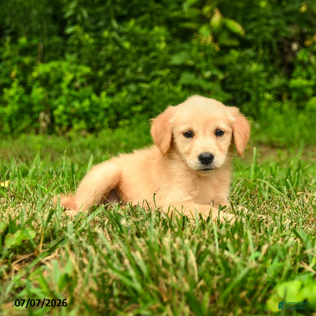 Golden Retriever dogs for sale: Milena - Ad 3