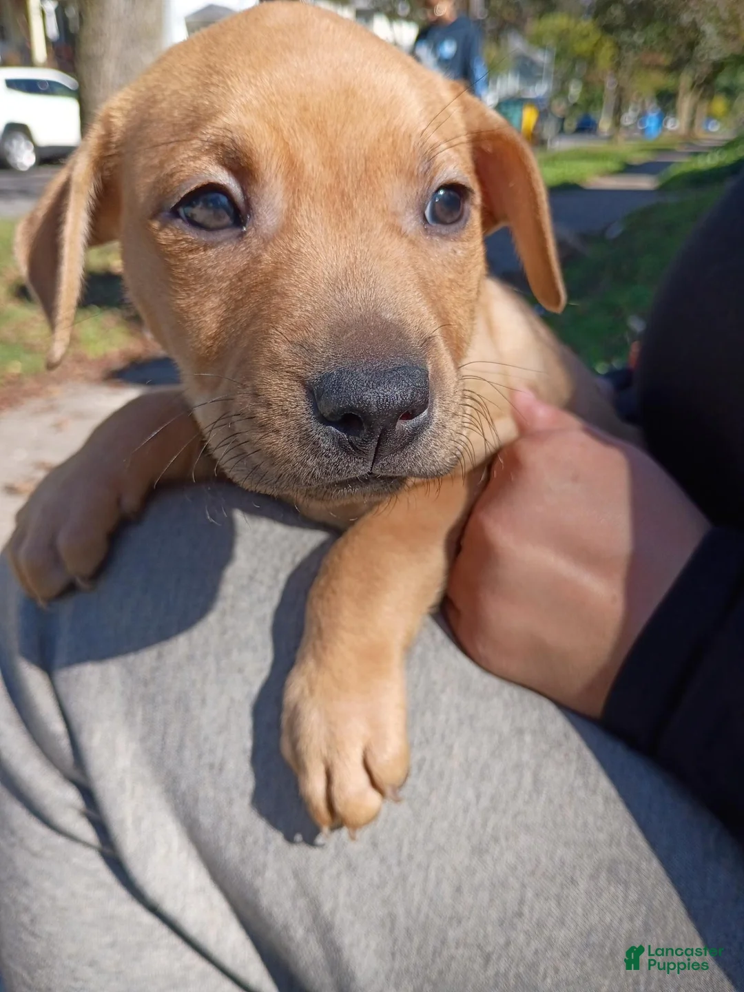 Mixed Breed dogs for sale: Blacknose Female - Ad 2