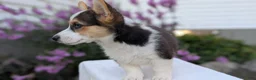 Welsh Corgi Pembroke dogs for sale: Lanie - Ad 4