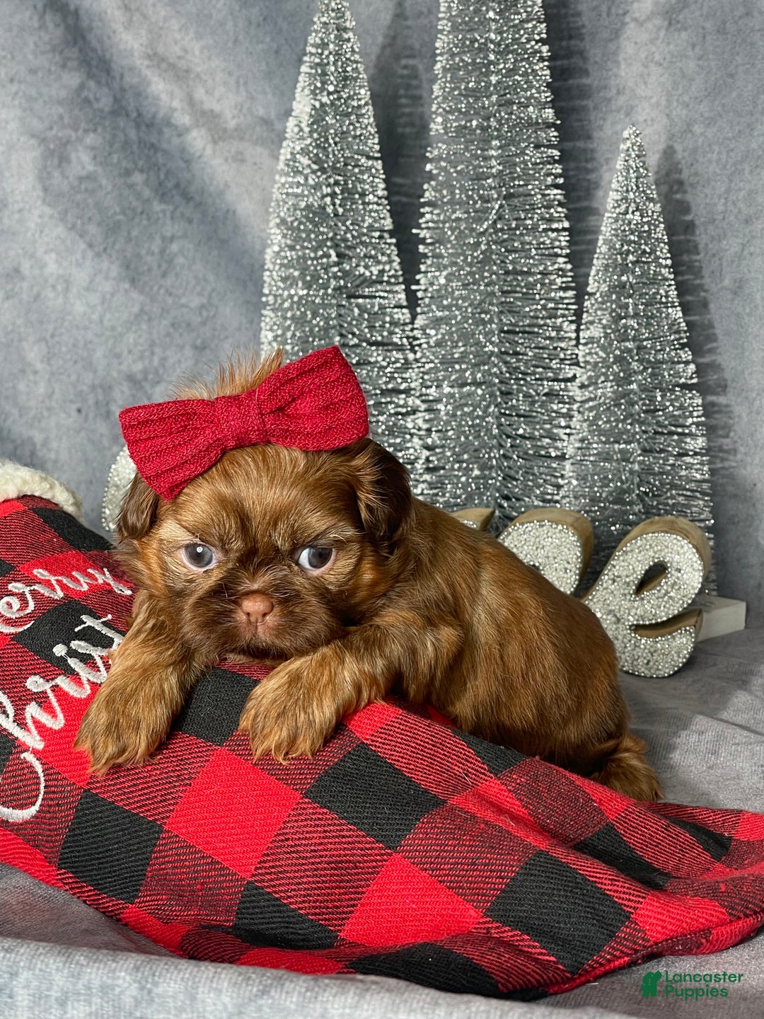 Shih Tzu dogs for sale: Sunni - Ad 3