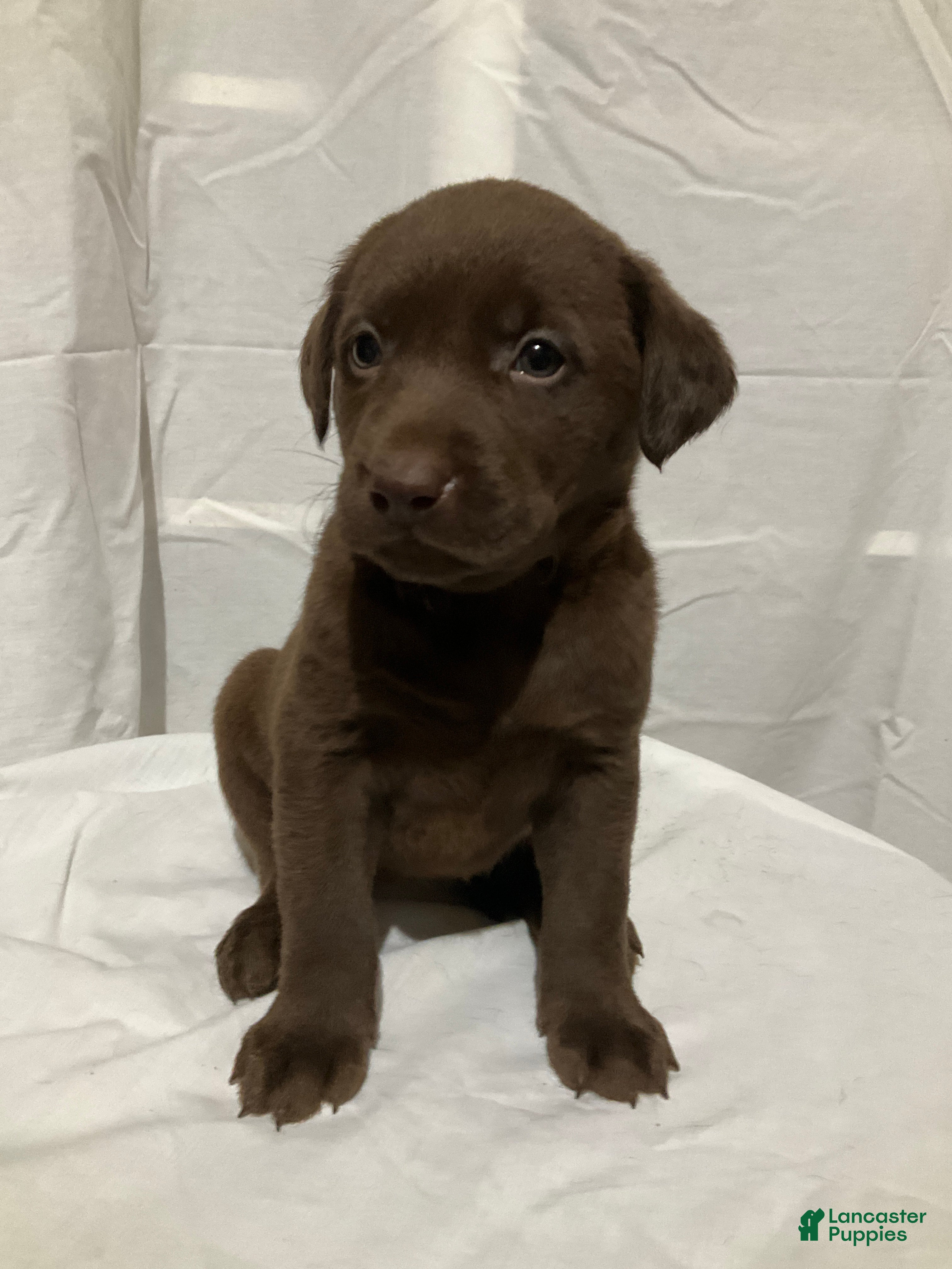 Labrador Retriever dogs Willow - Ad 26