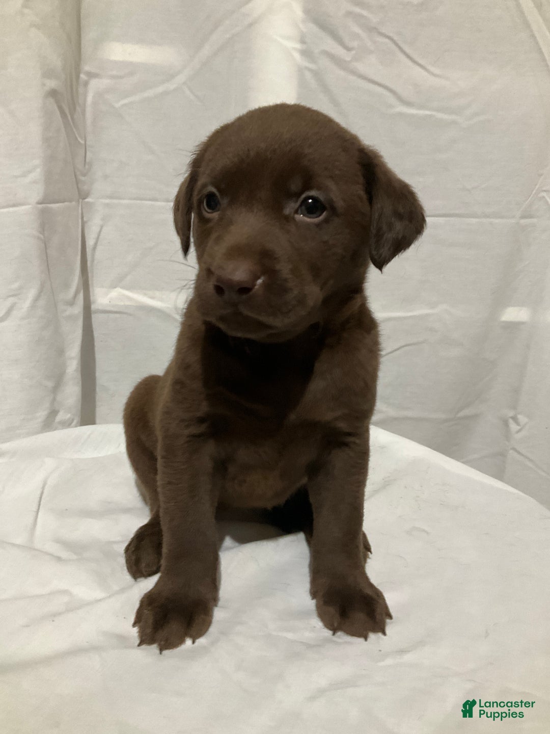 Labrador Retriever dogs for sale: Willow - Ad 1