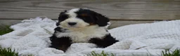 Mini Bernedoodle dogs for sale: Lance - Ad 3