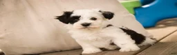 Havanese dogs for sale: Penny Havanese  - Ad 15