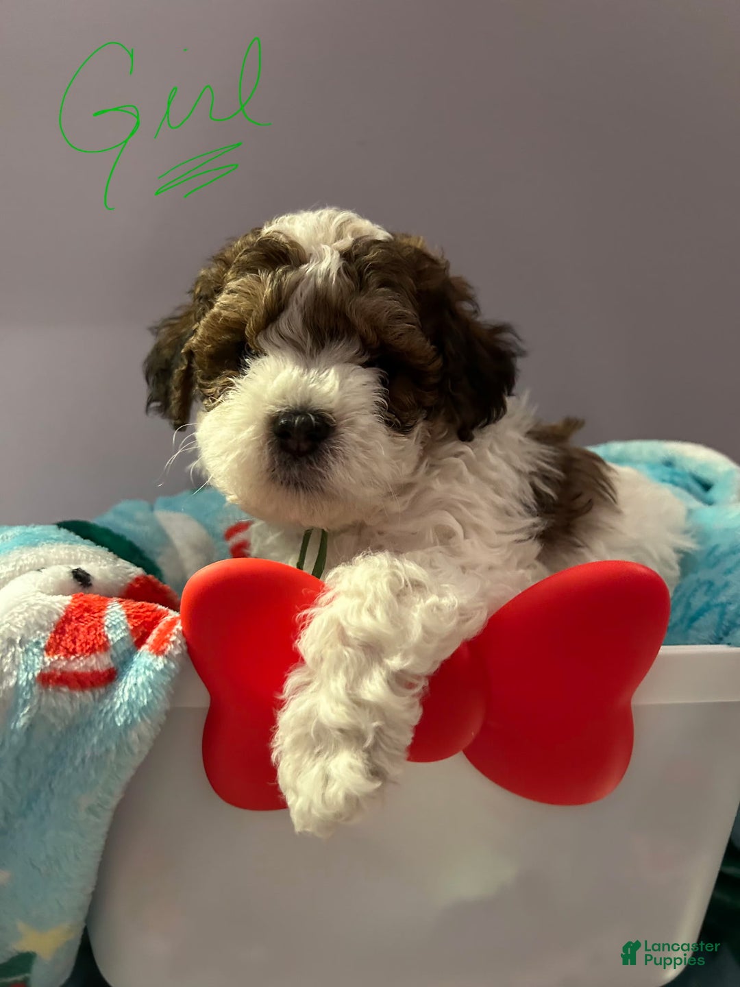 Havapoo dogs for sale: Havapoo Puppy 6 - Ad 1