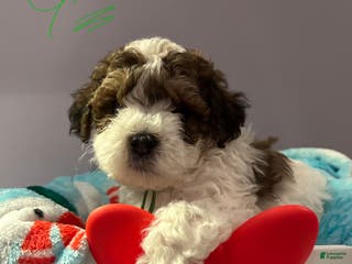 Havapoo dogs Havapoo Puppy 6 - Ad 27