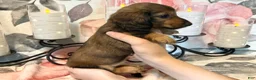 Miniature Dachshund dogs for sale: Lexi - Ad 4