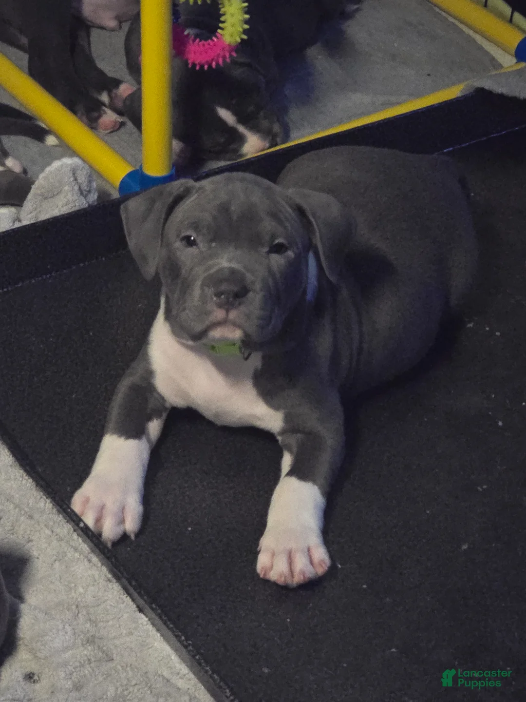 American Bully dogs for sale: Shao Khan - Ad 1