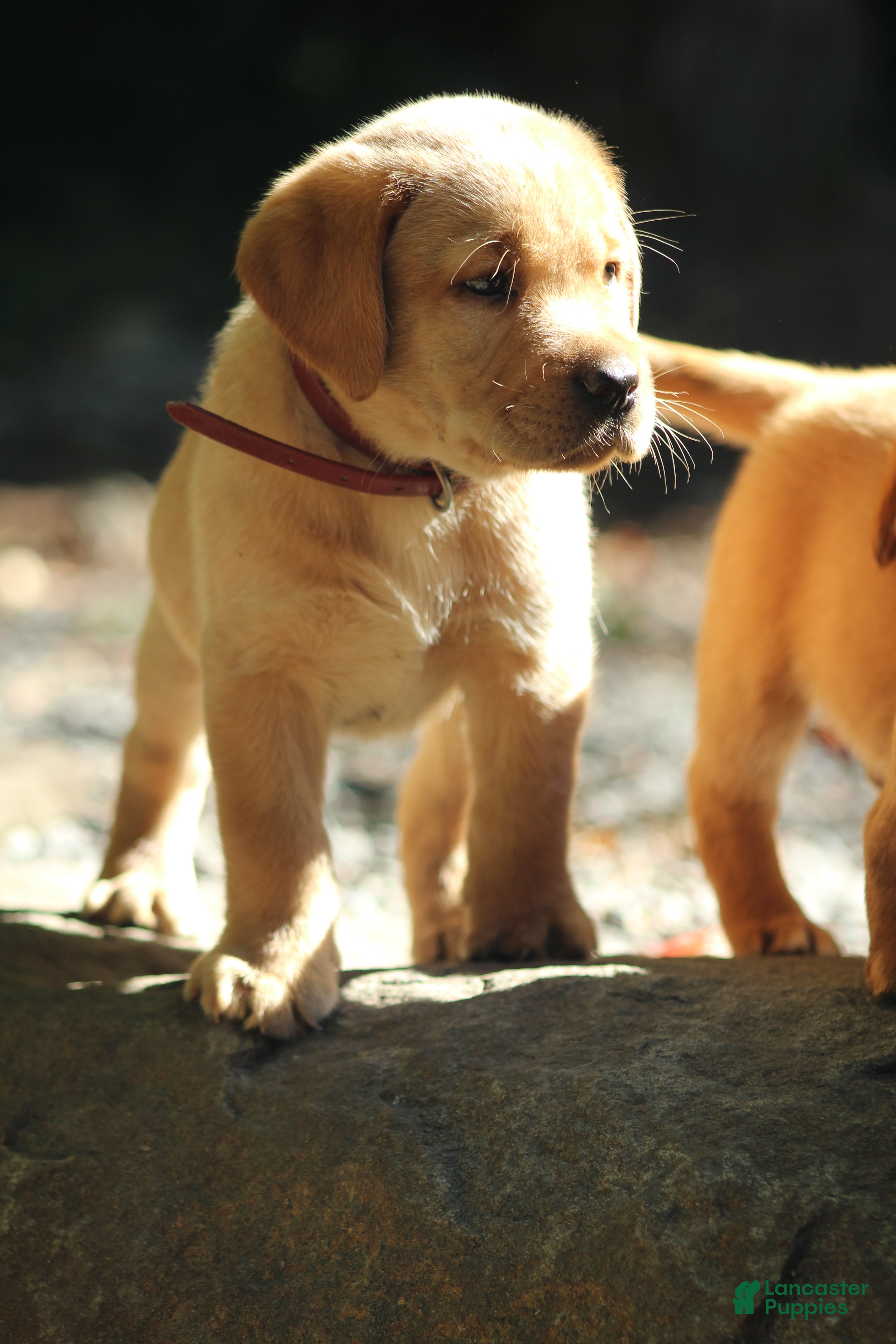 Labrador Retriever dogs Bo - Ad 2