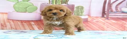Mini Goldendoodle dogs for sale: Princess - Ad 5