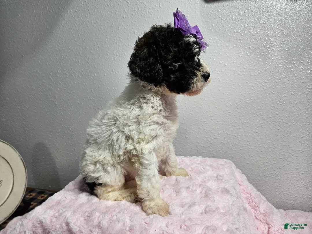 Goldendoodle dogs for sale: Katy - Ad 3