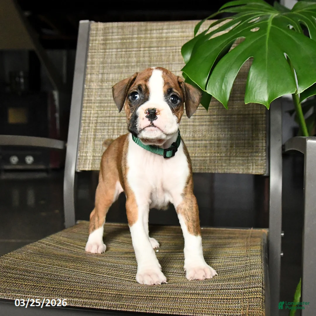 Boxer dogs for sale: Chip - Ad 2